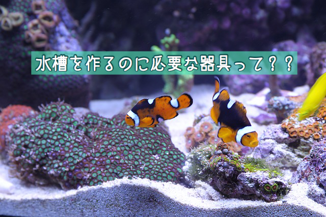 保存版 初心者でも簡単に作れて維持のしやすい 小型海水水槽 の詳しい作り方を教えるよ おこじょ で ぽん